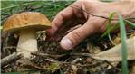 Raccolta funghi
